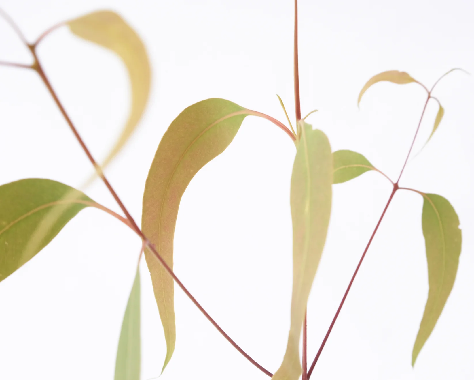 Bush Products </br>Gaḏayka Rub </br> 50g - Image 2